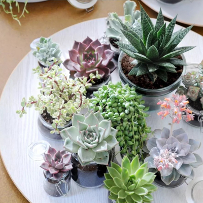 piante scrivania tavolo riunioni succulente rosaflor